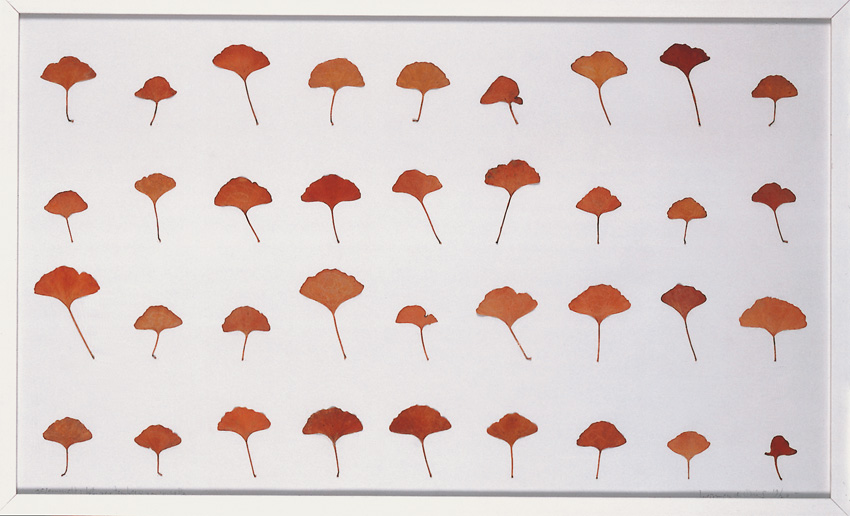 Reihung von getrockneten Ginkgoblätternin warmen Orangetönen auf weissem Hintergrund, gleichmässig in Zeilen angeordnet.