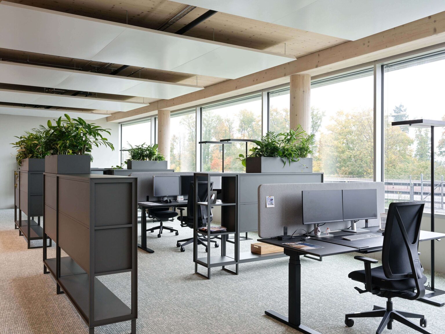 Helles Open Space Büro mit grossen Fenstern, höhenverstellbaren Arbeitstischen und grauen Akustiktrennwänden, flankiert von Pflanzenregalen und Deckenbaffeln aus Weiss vor Sicht-Holzträgern.